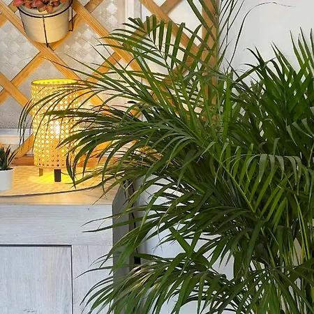 Mariamora * בארי